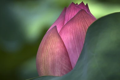 Pink Lotus Flower Widescreen HD Desktop Wallpapers : Widescreen ...