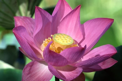 Lotus Flower Wallpapers   166073