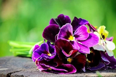 Colourful Flowers Wallpapers