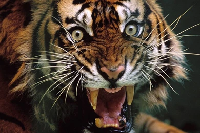 1063 Tiger HD Wallpapers