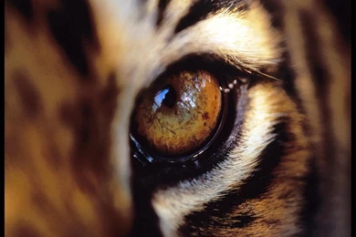 Tiger Wallpapers   Tigers Wallpapers (1598837)   Fanpop