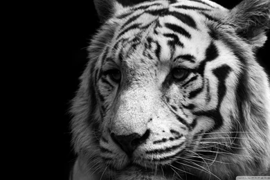 Black And White Tiger Wallpapers 217670