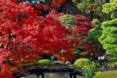 Autumn, Japan HD Desktop Wallpapers : High Definition : Fullscreen ...