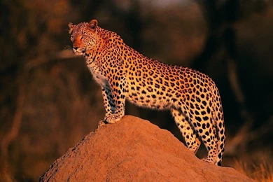 Leopard, Wallpaper, HD   Wallpapers – Yoyowall.com