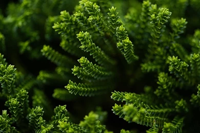 Wallpapers For Desktop Nature   HD Wallpapers Pretty