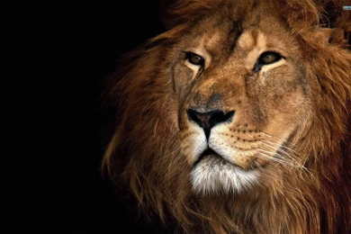 Fonds D'écran Lion : Tous Les Wallpapers Lion