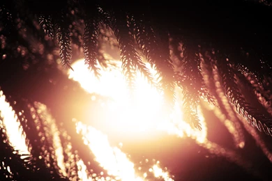 Silhouettes In The Sun Wallpapers