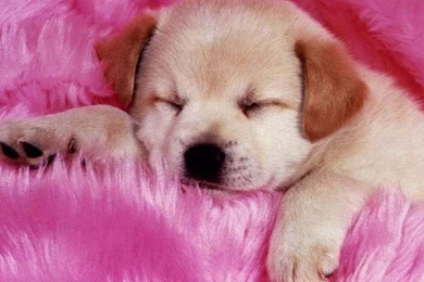 Pink Colour Wallpapers For Desktop WT7 Pretty Wallpapers HD