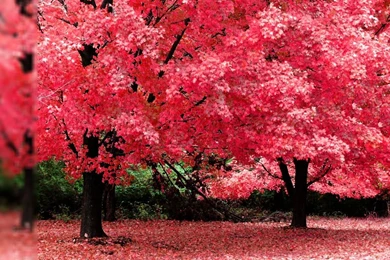 Autumn Tree Pink Color HD Desktop Mobile Wallpaper Backgrounds