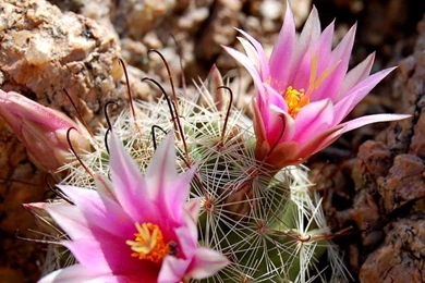 Pink Flower   Pink (Color) Wallpapers (26075263)   Fanpop