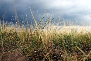 Free Screensavers And Wallpapers   7Screensavers.com