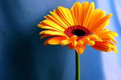 Gerbera Sunflower Wallpapers   Splendid Wallpapers HD