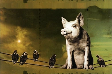 Pink Floyd [46 Wallpapers Alucinantes]   Taringa!