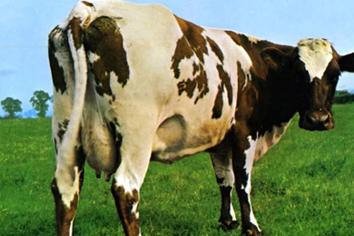 Pink Floyd Album 1920x1080 Wallpapers, 1920x1080 Wallpapers ...