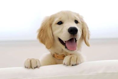 Cute Golden Retriever Puppies Free Wallpapers In HD