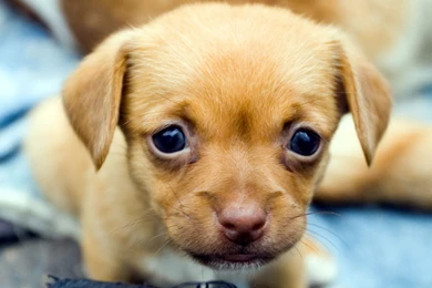 1680x1050px Puppy Wallpaper Images