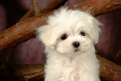 Cute Puppy Wallpapers Download Wallpapers   Resimkoy
