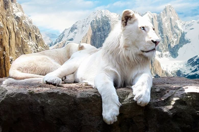 Wild Animals HD Desktop Wallpapers   Universal Unique Tubes