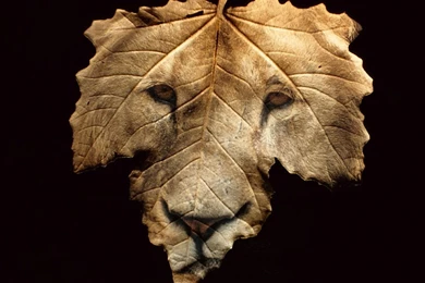 Desktop Wallpapers · Gallery · Windows 7 · Lion