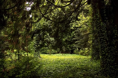 Nature Backgrounds 10 By Elanordh stock On DeviantArt