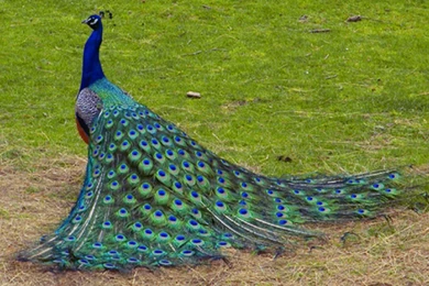 Peacock Wallpapers