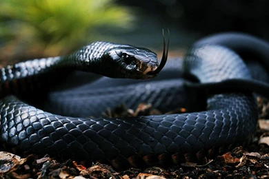 Poisonous Snake In Forest Desktop Wallpapers   Zibrato