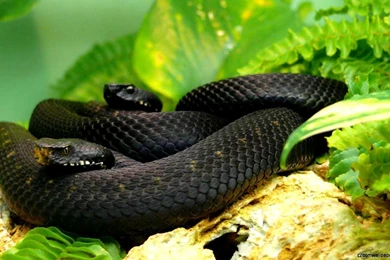 Beautiful Garter Snake Hd Desktop Wallpapers For Backgrounds Full ...