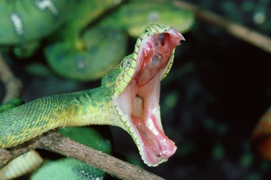 Snake Desktop Wallpapers FREE On Latoro.com