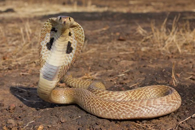 Desktop wallpaper hd snake download.jpg