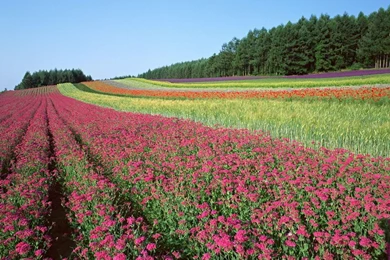 Gardens Wallpaper: File Name Beautiful Flowers Garden Colour Full ...