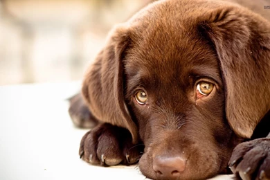 Chocolate Labrador Puppies   Wallpaper.
