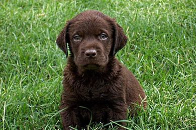 Dogs: Labrador Pup Chocolate Grass Lab Puppies Blue Eyes Wallpapers ...