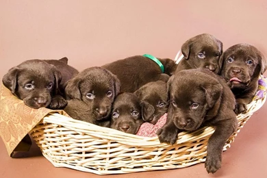 Dogs: Chocolate Dog Litter Animal Labrador Puppy Basket Sweet ...