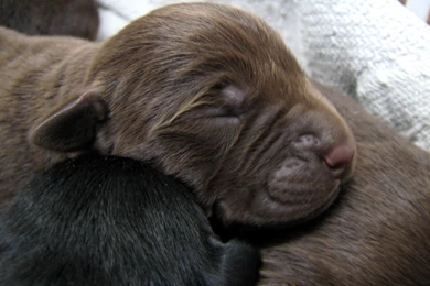 Brown Labrador Retriever Puppy   The Dog Wallpapers   Best The Dog ...