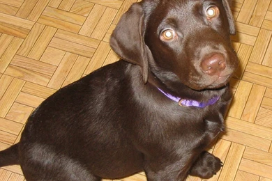 Puppy Cute: Puppy Dog