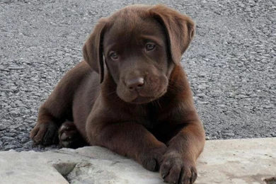 Funny Chocolate Labrador Retriever Puppies Sad Face At 22 Amazing ...