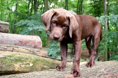 Labrador Retriever Wallpapers HD Download