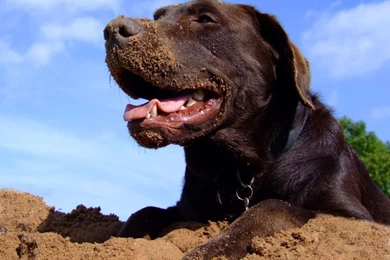 Gallery For   Chocolate Lab Computer Wallpapers