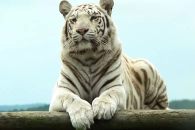 White Tiger Desktop Backgrounds