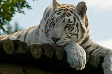 White Tiger Wallpapers   Animal Wallpapers