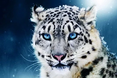 Cats White Tiger Animal Snow Cat Wild Blue Eyes Xl Free Desktop ...