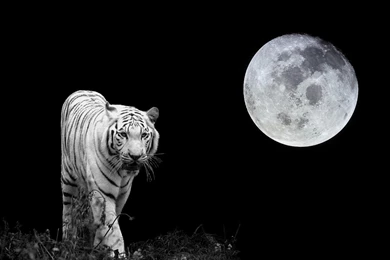 White Tiger Wallpapers High Quality Resolution