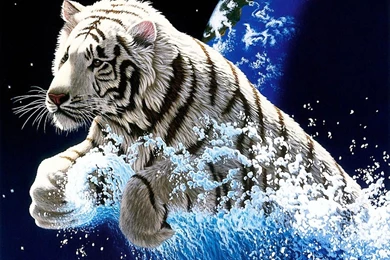 High Resolution White Tiger Wallpapers FY7