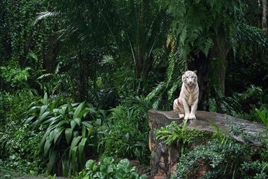 2560x1440 White Tiger Desktop PC And Mac Wallpapers