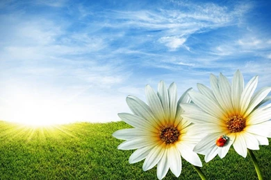 White flowers with sun beautiful summer season hd free wallpapers