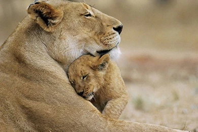 Lion Cub Wallpapers   Wallpapers Cave