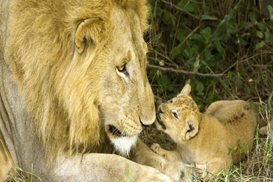 Truly Beautiful Lion Wallpapers