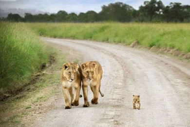 Nice HD Wallpapers Of Asiatic Lion With Baby Cub