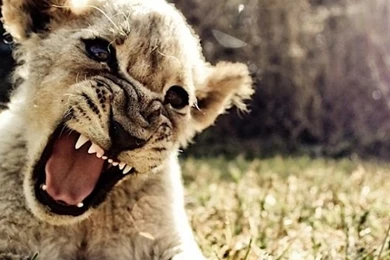 Angry Baby Lion iPhone 5 Wallpapers