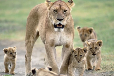 Nature Animals Lions Baby Animals Wallpapers